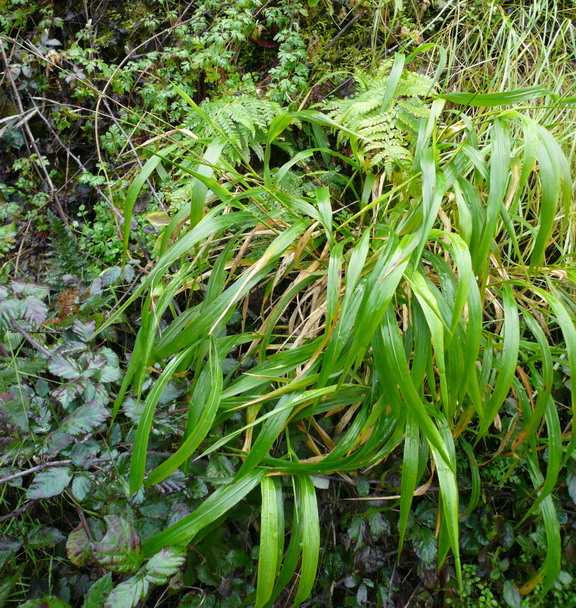 Brachypodium sylvaticum (Slender False Brome)