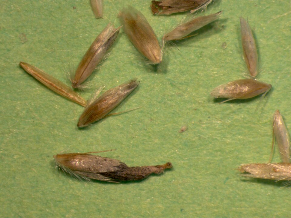 Milium effusum (Wood Millet)