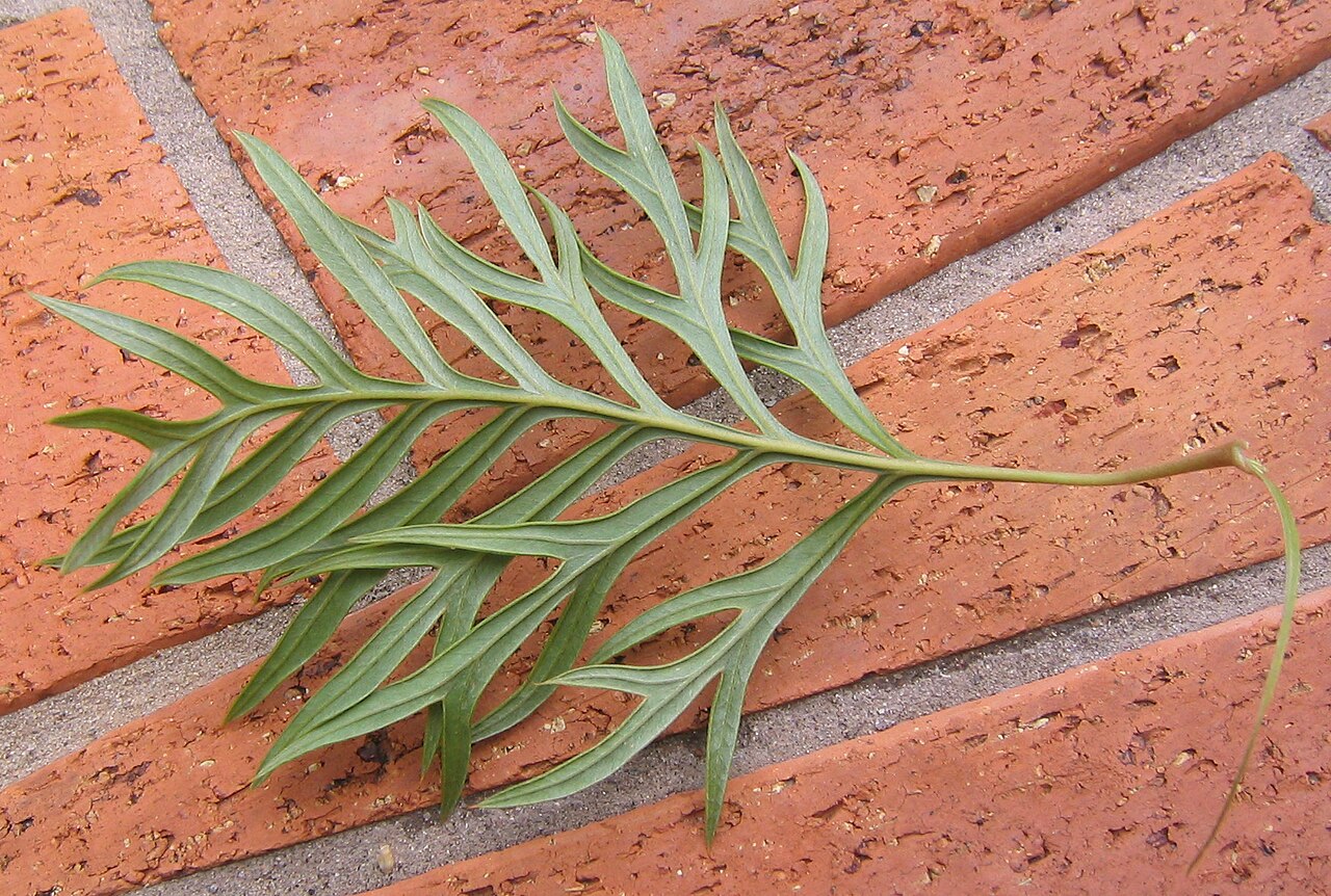 Grevillea 'Superb', Superb grevillea — upright evergreen (Proteaceae) (image 3 of 10)