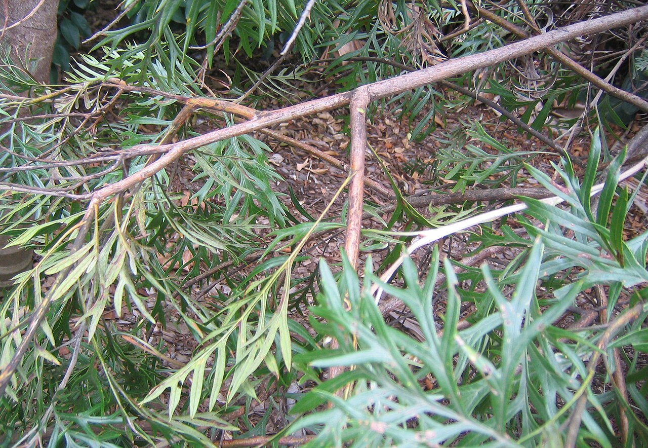 Grevillea 'Superb', Superb grevillea — upright evergreen (Proteaceae) (image 4 of 10)