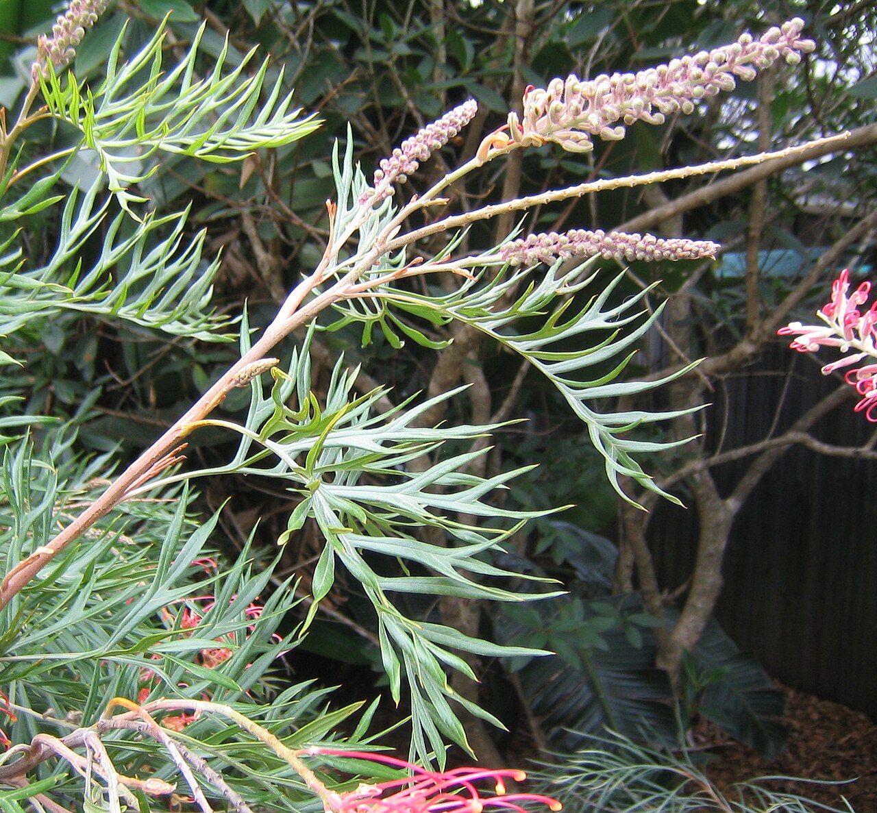 Grevillea 'Superb', Superb grevillea — upright evergreen (Proteaceae) (image 5 of 10)