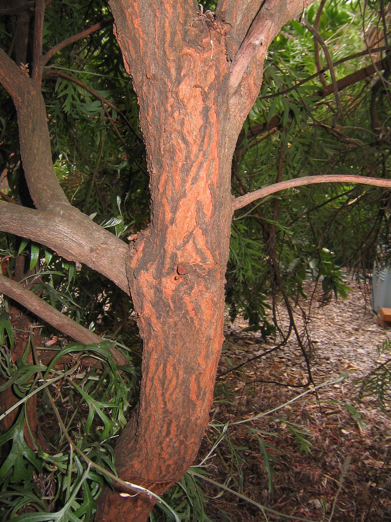 Grevillea 'Superb', Superb grevillea — upright evergreen (Proteaceae) (image 6 of 10)