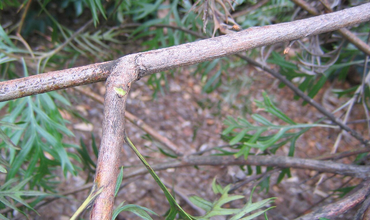 Grevillea 'Superb', Superb grevillea — upright evergreen (Proteaceae) (image 7 of 10)