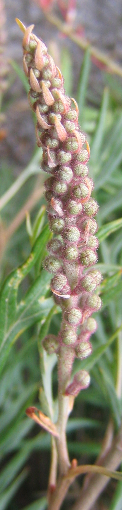 Grevillea 'Superb', Superb grevillea — upright evergreen (Proteaceae) (image 8 of 10)