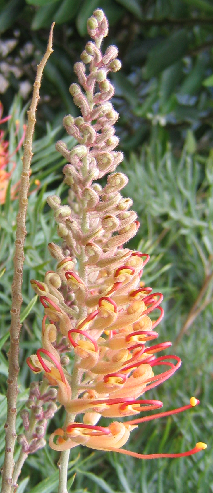 Grevillea 'Superb', Superb grevillea — upright evergreen (Proteaceae) (image 9 of 10)