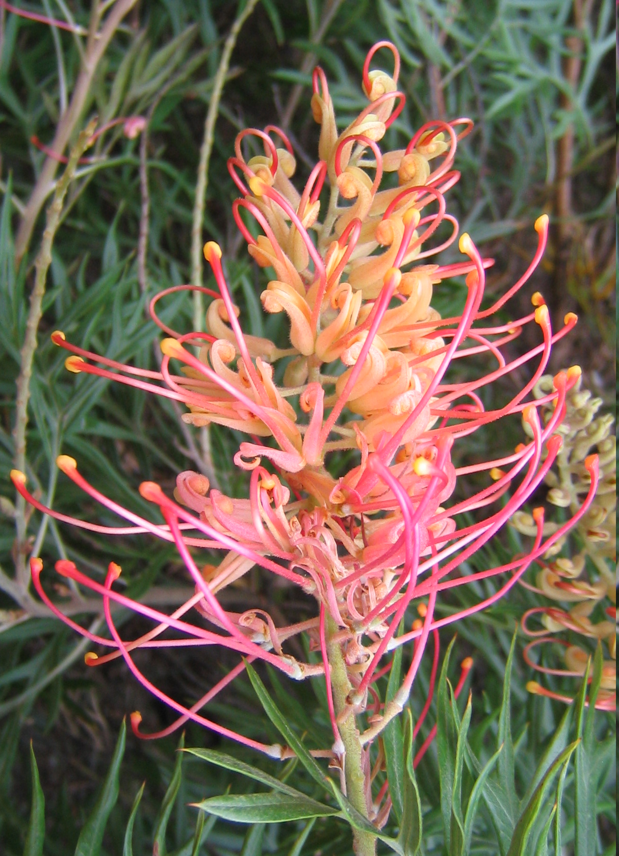 Grevillea 'Superb', Superb grevillea — upright evergreen (Proteaceae) (image 10 of 10)