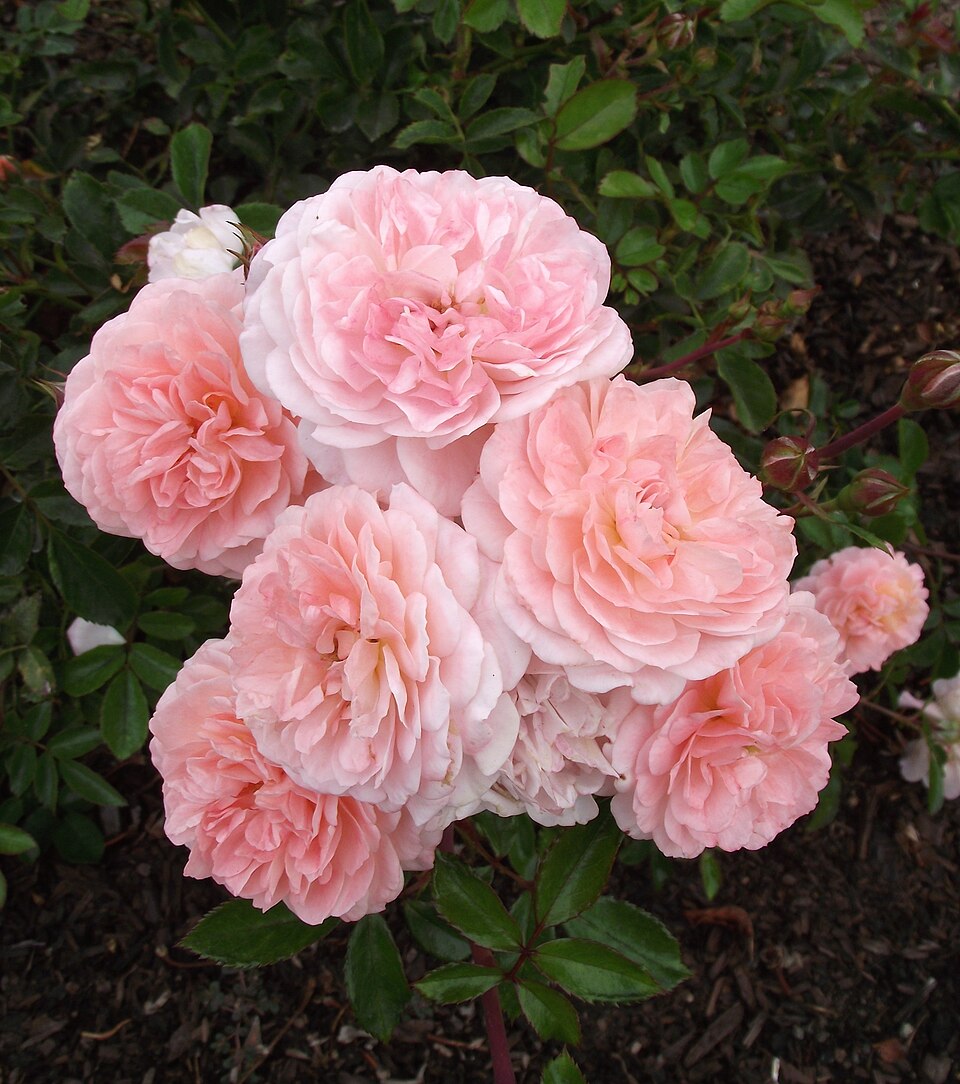 Rosa 'Apricot Drift' (Apricot Drift Rose) (alternate view 2)