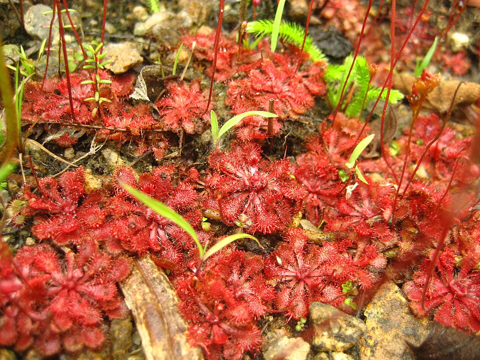 Drosera spatulata (Rosy Sundew) (alternate view 4)