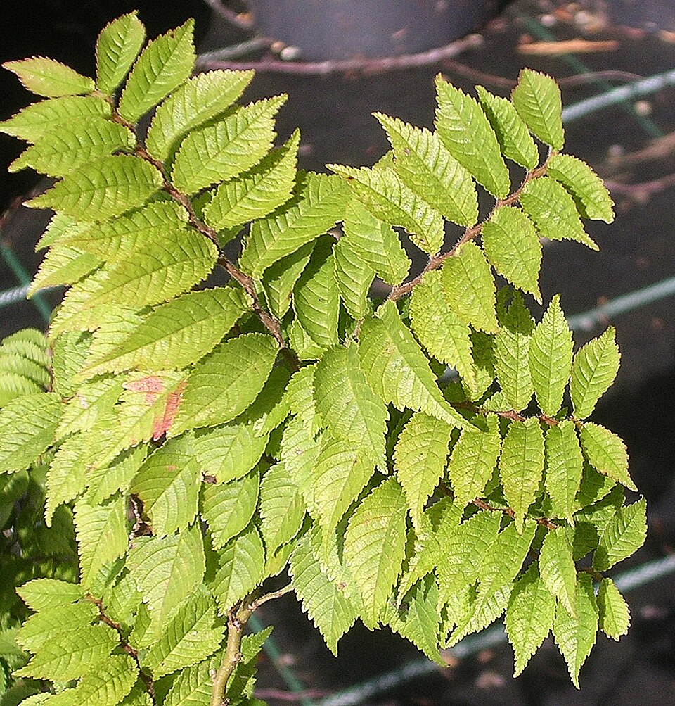 Ulmus × elegantissima 'Jacqueline Hillier' (Jacqueline Hillier Elm Tree) (alternate view 3)