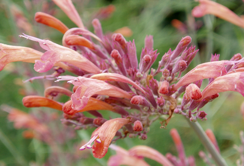 Agastache rupestris (Sunset Hyssop) (alternate view 8)