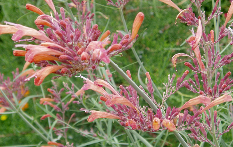 Agastache rupestris (Sunset Hyssop) (alternate view 9)