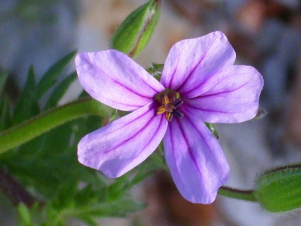 Erodium botrys (Mediterranean Stork's-bill) (alternate view 10)