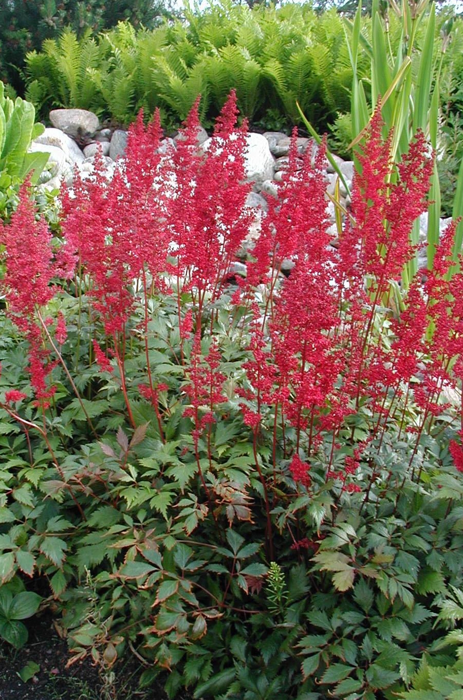 Astilbe × arendsii 'Fanal' (Fanal Astilbe) (alternate view 2)