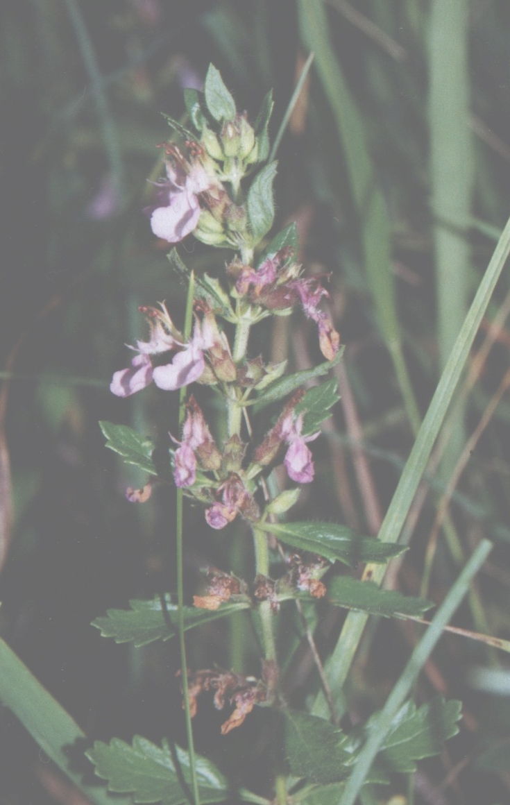Teucrium chamaedrys (Wall Germander) (alternate view 7)