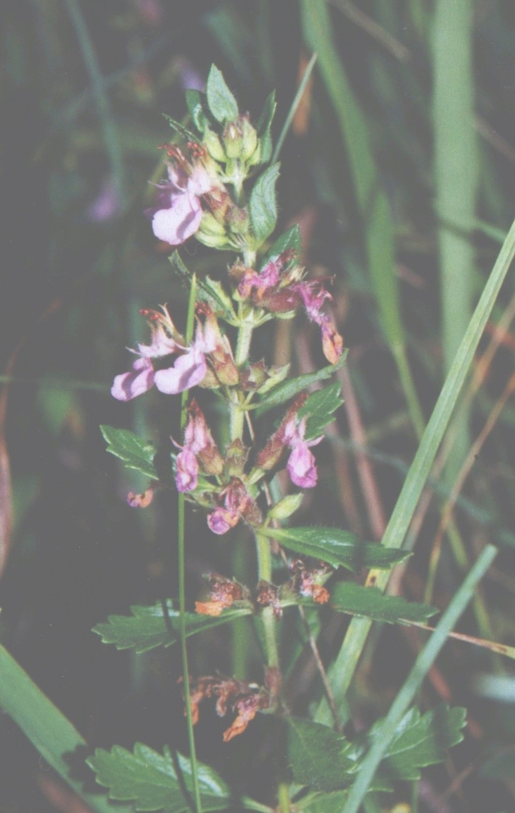 Teucrium chamaedrys (Wall Germander) (alternate view 8)