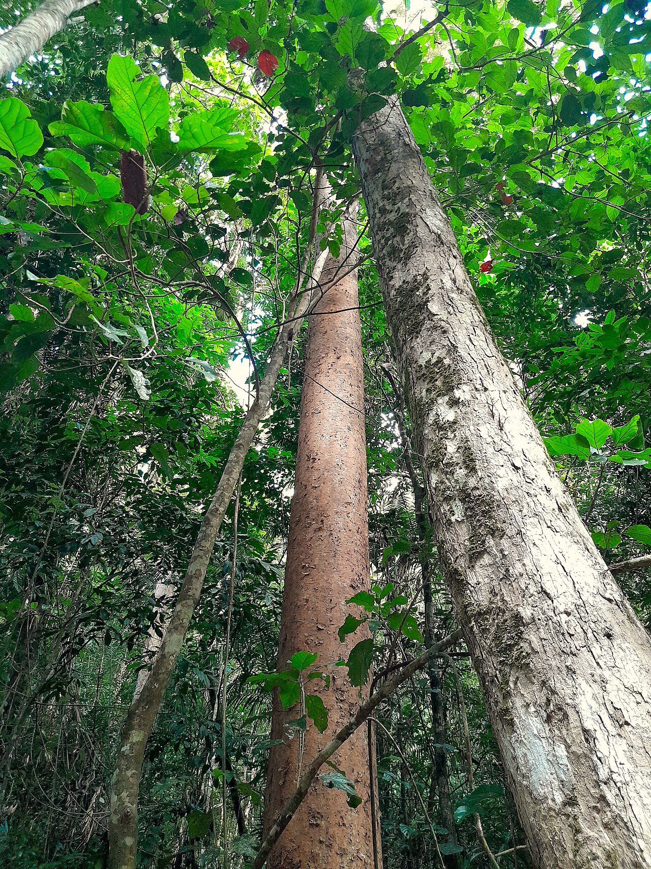 Agathis robusta, Queensland kauri — upright evergreen (Araucariaceae) (image 6 of 10)