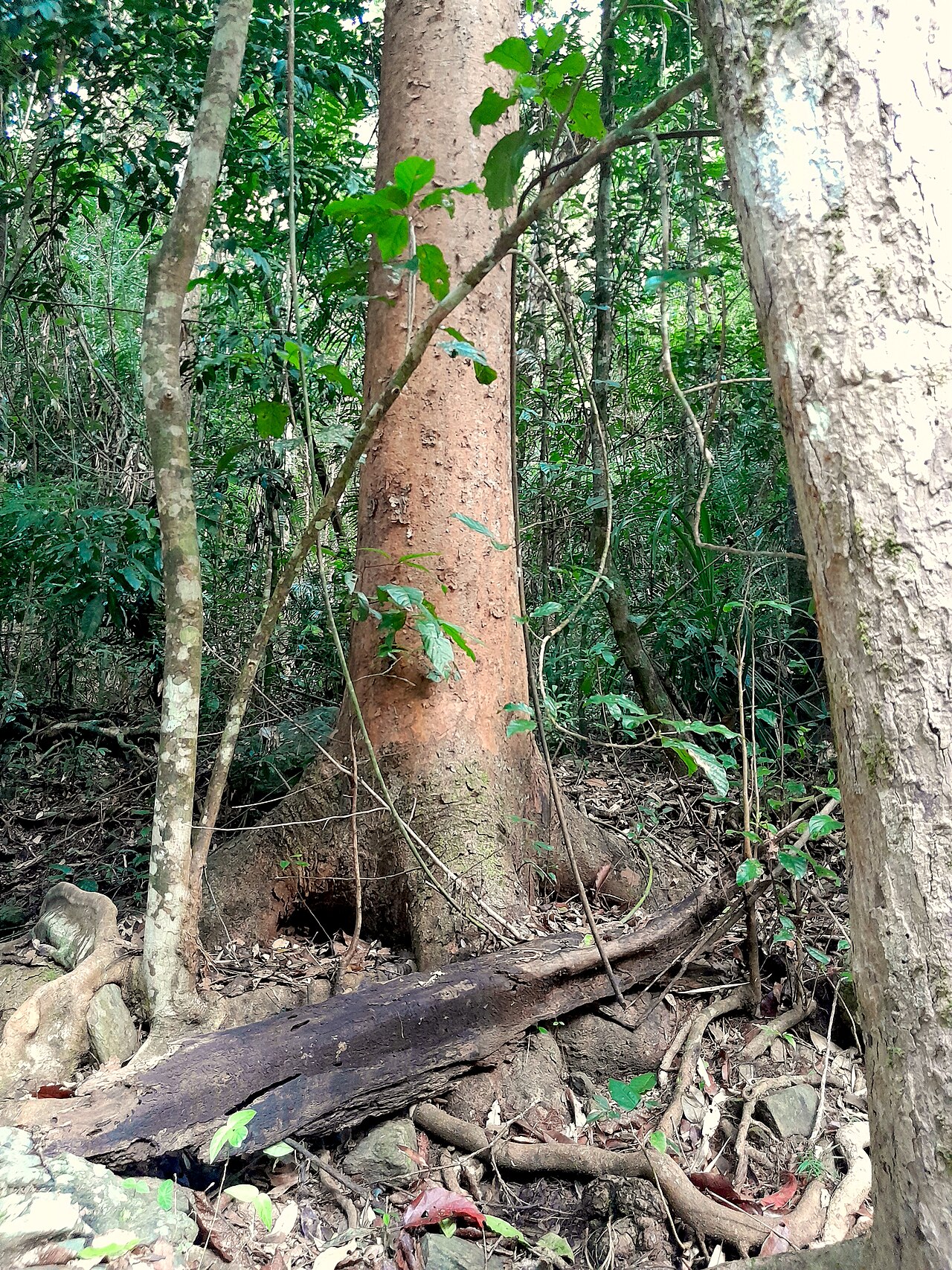 Agathis robusta, Queensland kauri — upright evergreen (Araucariaceae) (image 7 of 10)