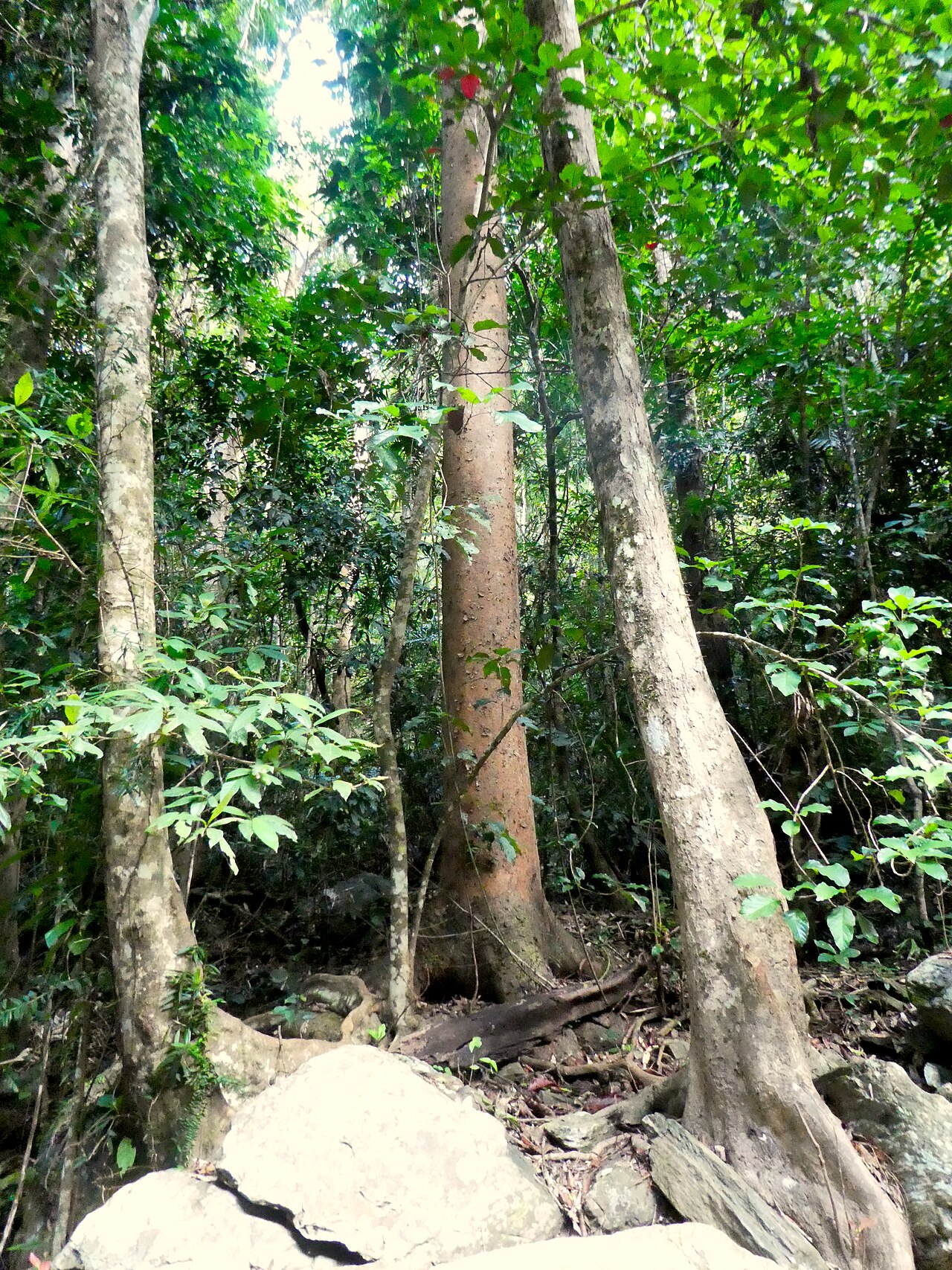 Agathis robusta, Queensland kauri — upright evergreen (Araucariaceae) (image 8 of 10)