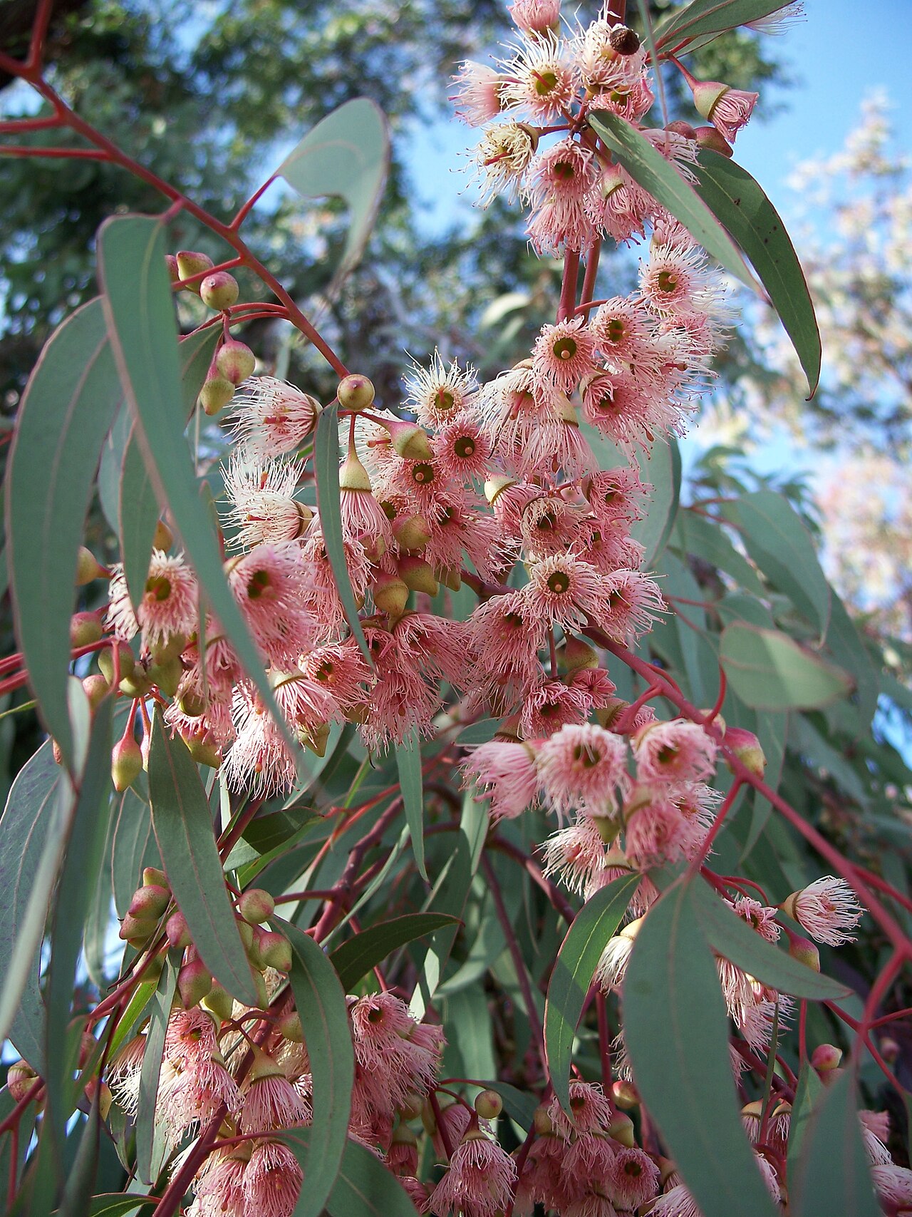 Eucalyptus torquata, Coral gum — upright evergreen (Myrtaceae) (image 1 of 9)