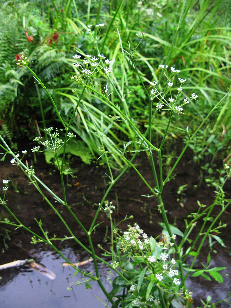 Sium suave (water parsnip) (alternate view 8)