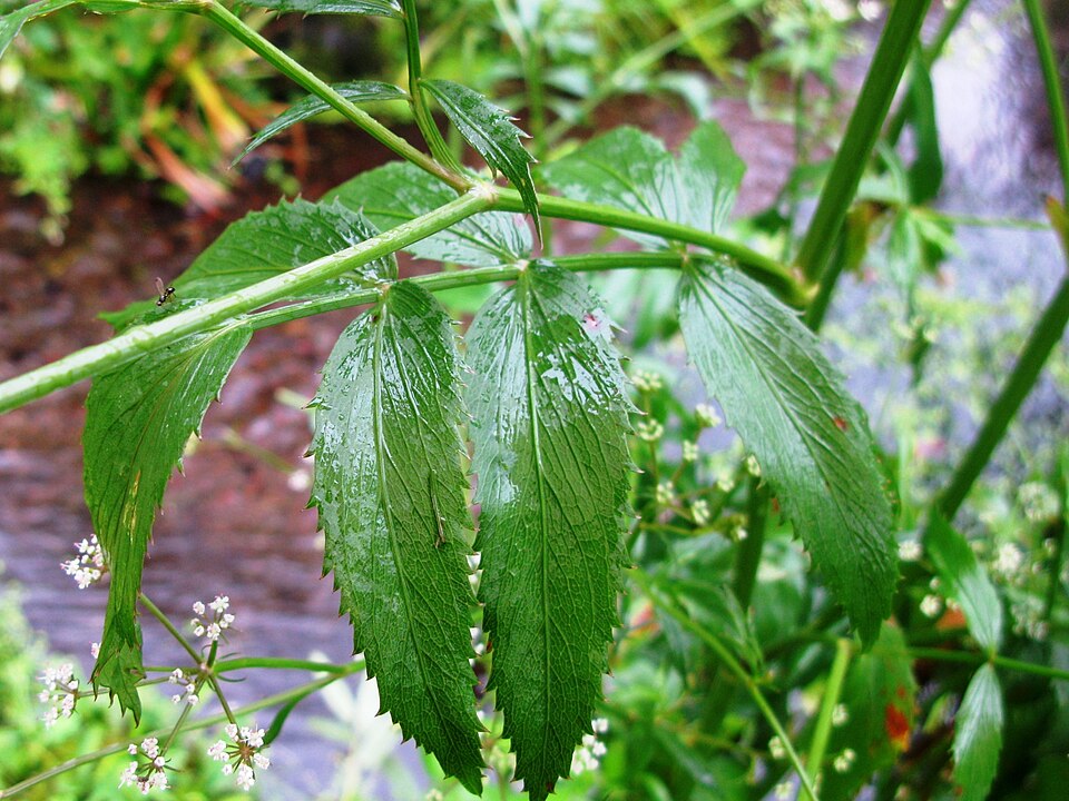 Sium suave (water parsnip) (alternate view 9)