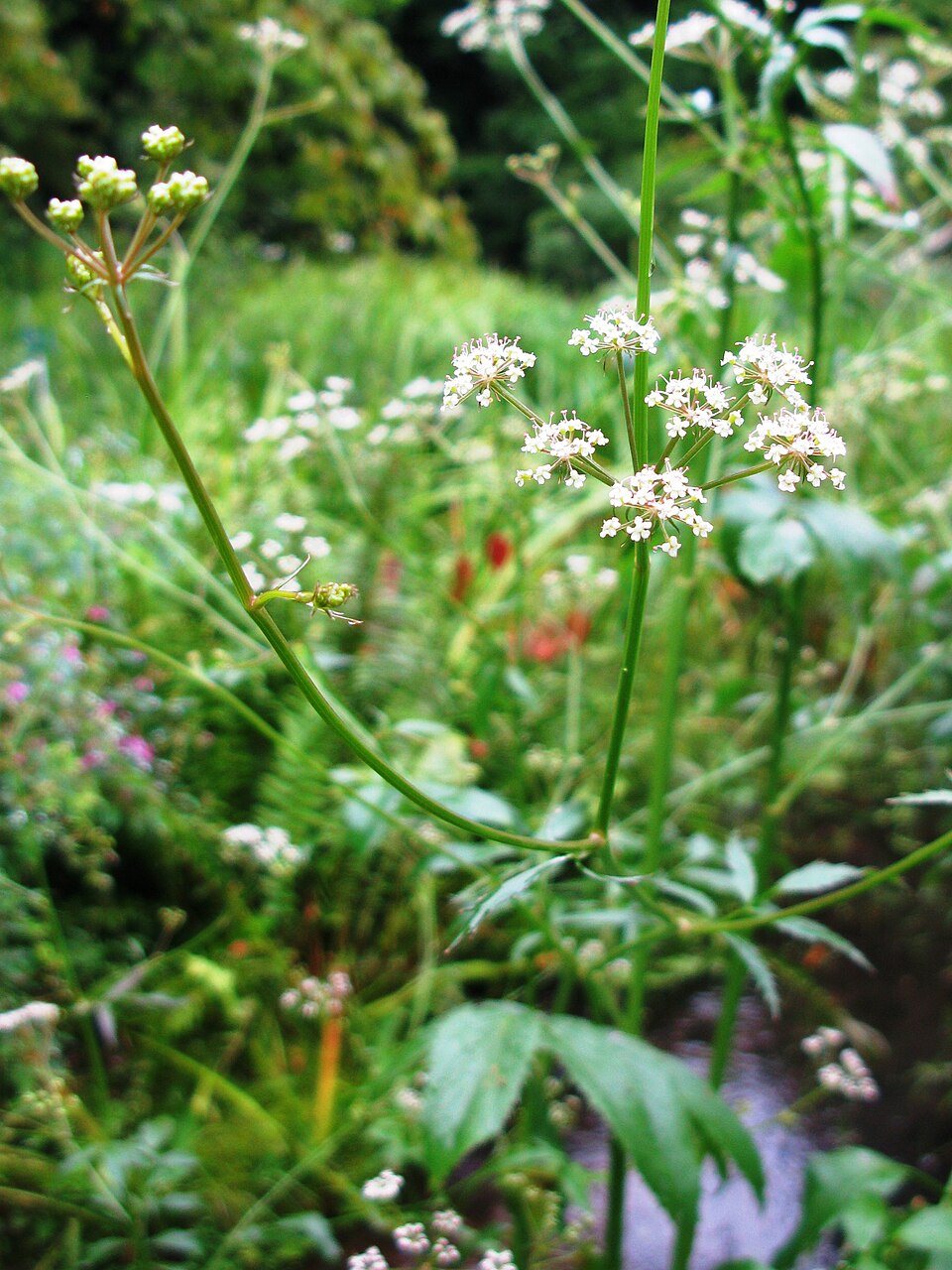 Sium suave (water parsnip) (alternate view 10)