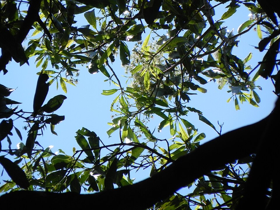 Chionanthus (fringetrees and allies)