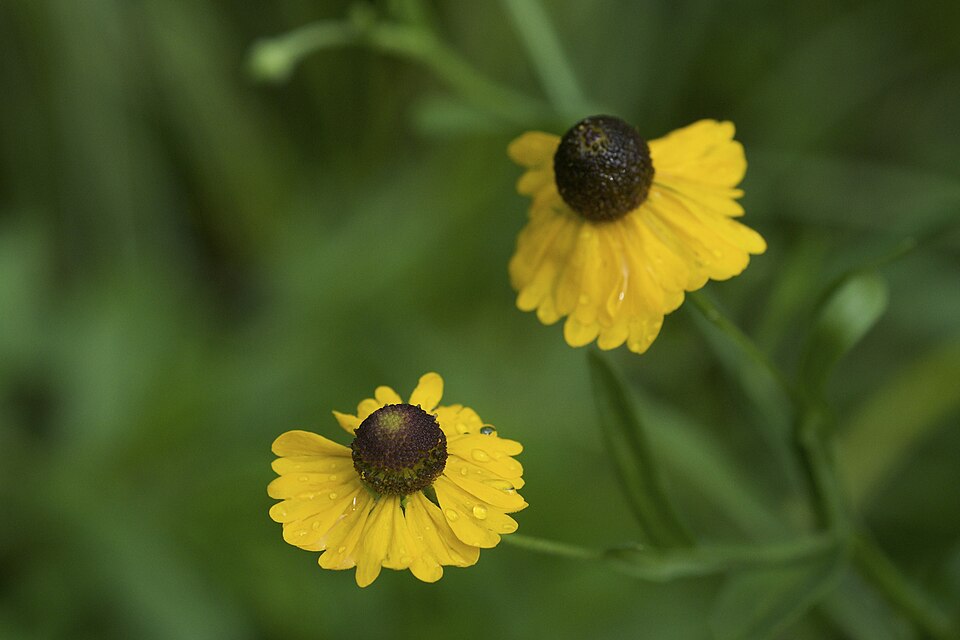Helenium flexuosum (Southern Sneezeweed) (alternate view 8)