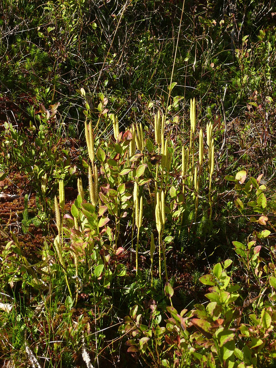 Lycopodium clavatum (stag's-horn clubmoss)