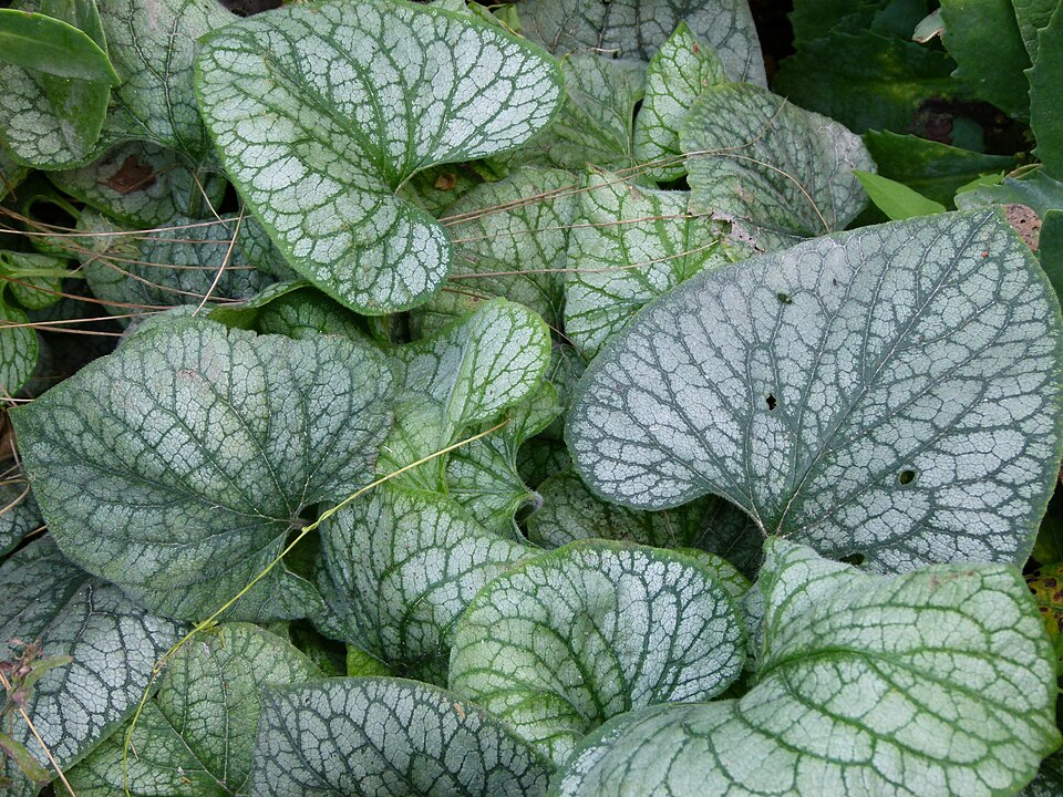 Brunnera macrophylla 'Jack Frost' (Jack Frost Heartleaf Brunnera) (alternate view 5)