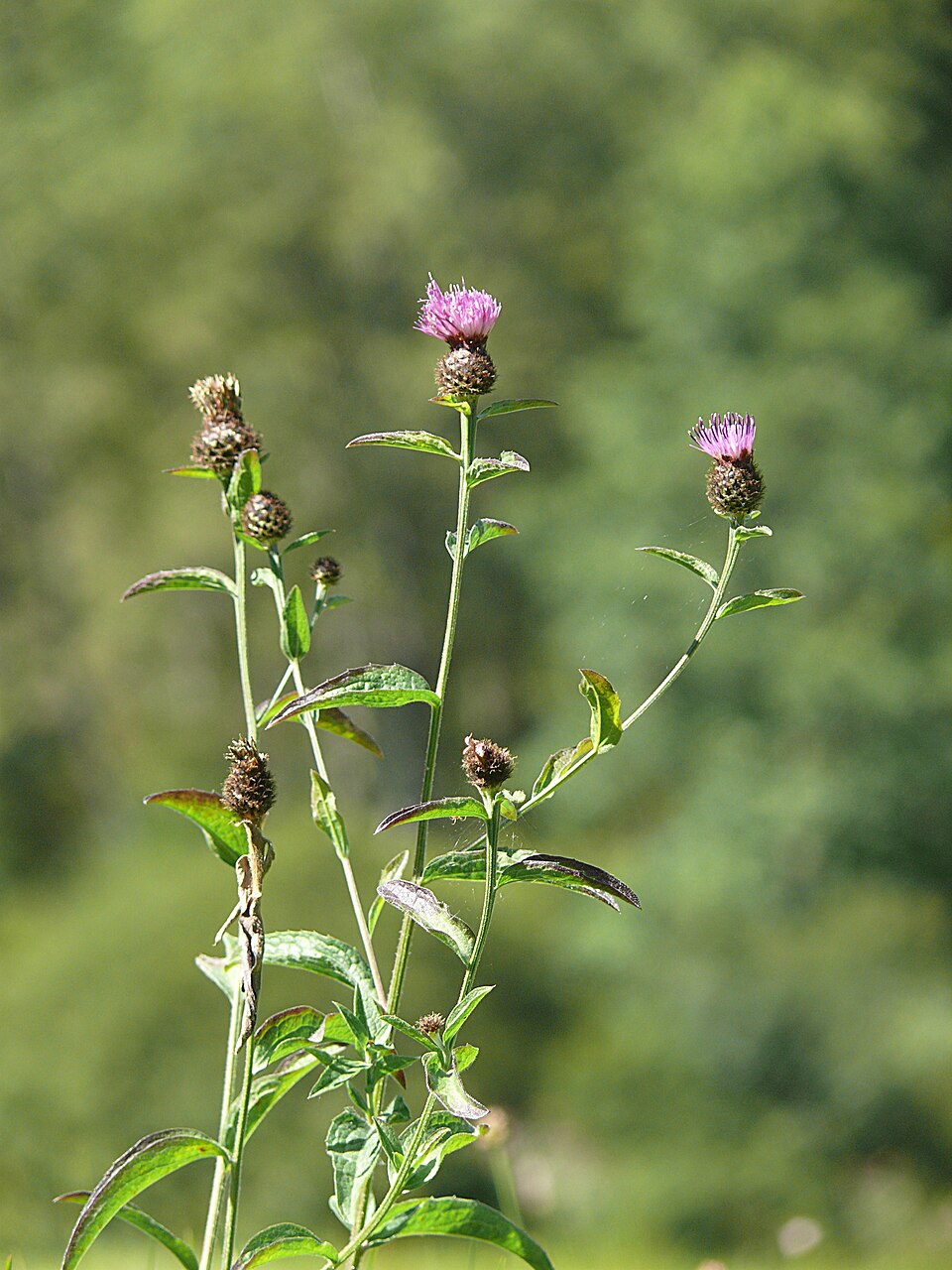 Centaurea nigra (black knapweed)