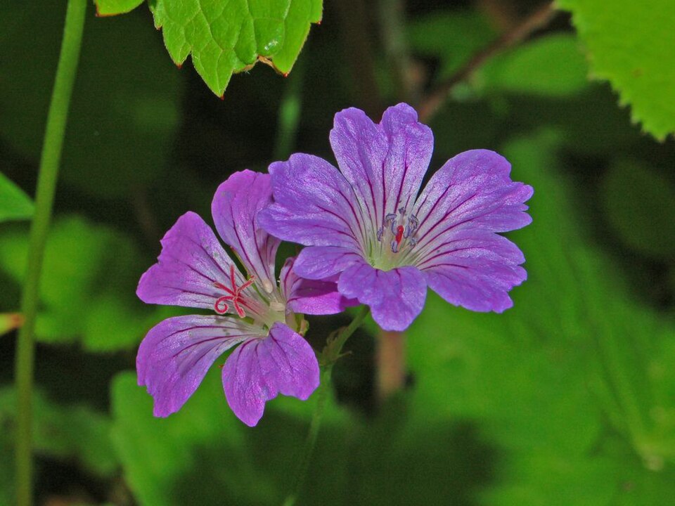 Geranium nodosum (alternate view 13)