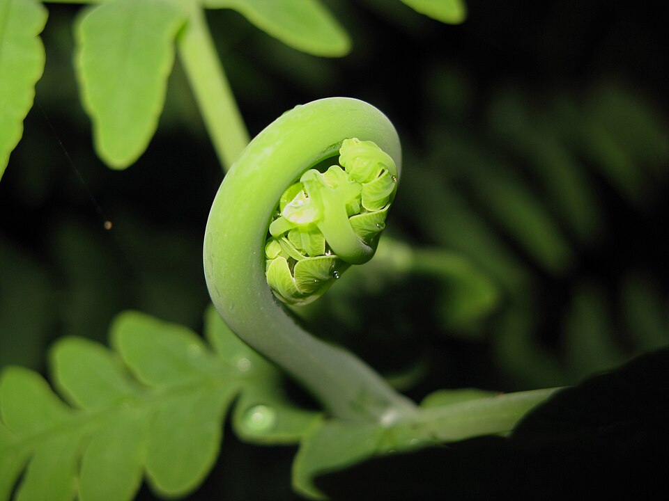 Histiopteris incisa (Water Fern) (alternate view 6)