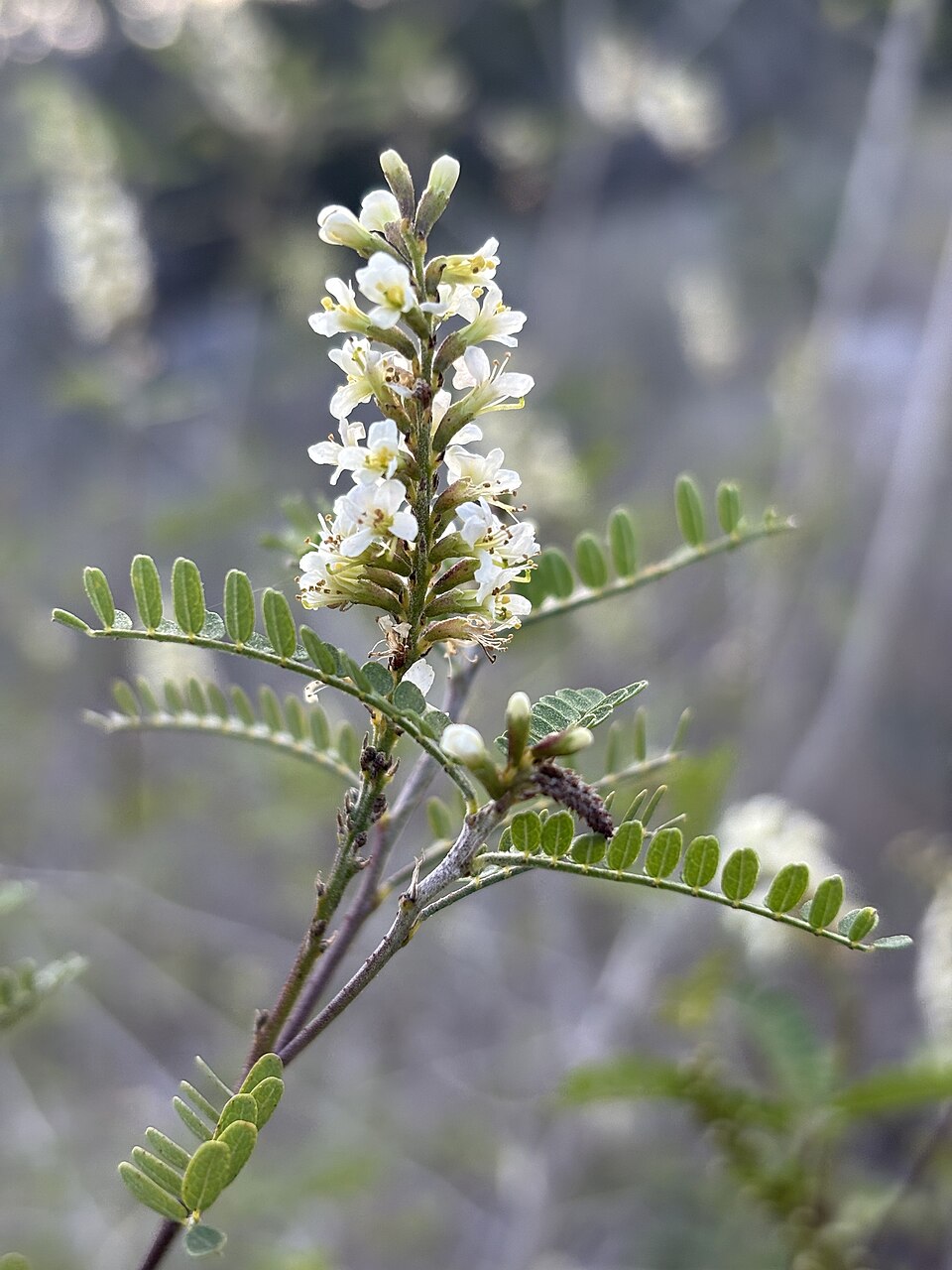 Eysenhardtia texana (Texas Kidneywood) (alternate view 7)