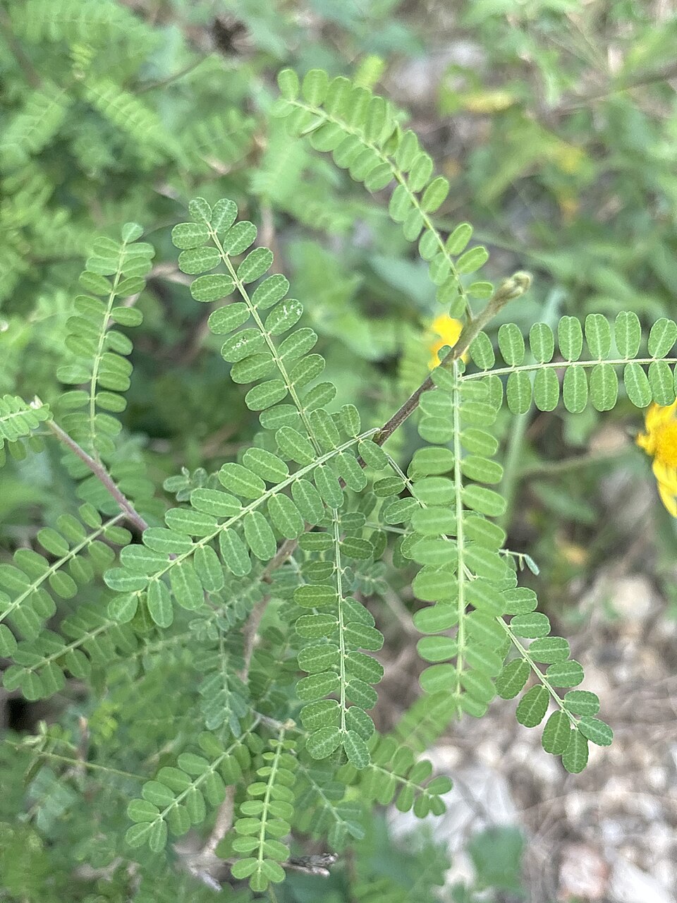 Eysenhardtia texana (Texas Kidneywood) (alternate view 8)