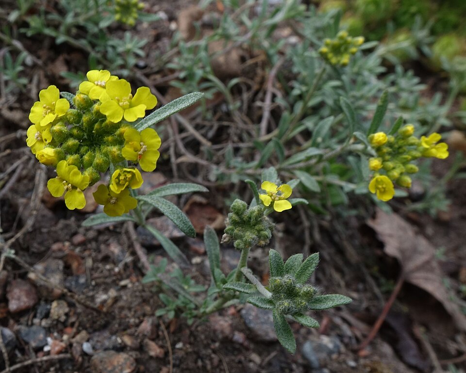 Alyssum (Alyssum)