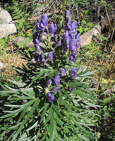 Aconitum napellus (Common Monkshood) (alternate view 8)