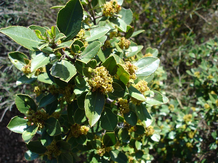 Rhamnus spp., buckthorns — upright (Rhamnaceae) (image 4 of 5)