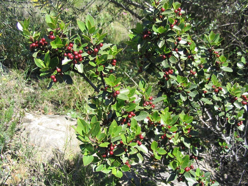 Rhamnus alaternus, Italian buckthorn — upright evergreen (Rhamnaceae) (image 2 of 8)
