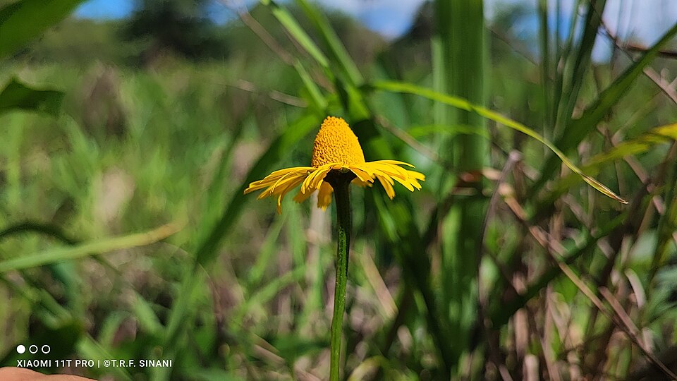Acmella (spotflowers) (alternate view 3)