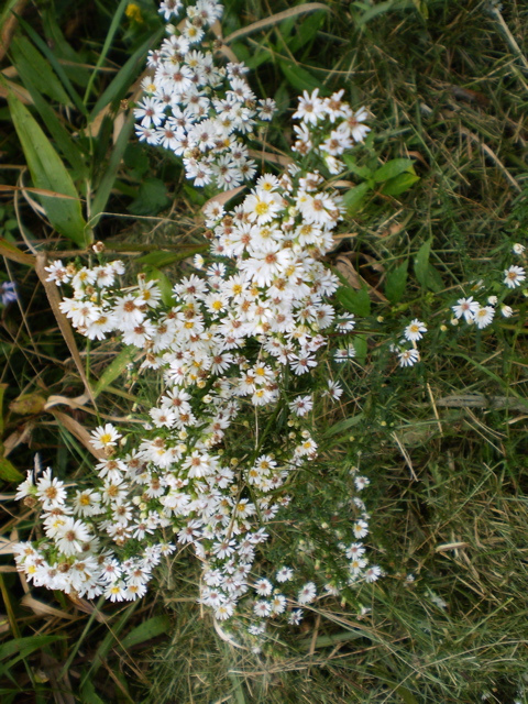 Symphyotrichum racemosum (Small White Aster) (alternate view 6)