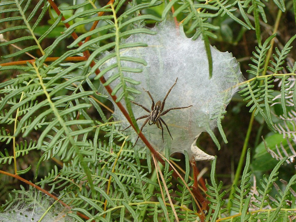 Pteridium esculentum (Austral Bracken)