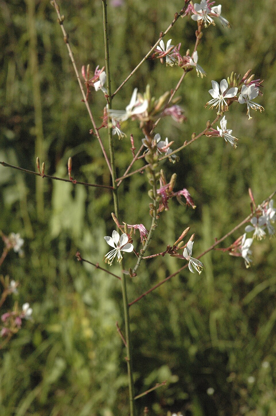 Oenothera gaura (biennial beeblossom) (alternate view 6)
