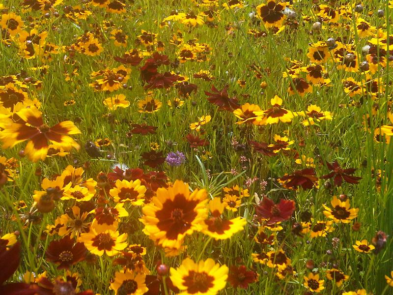 Coreopsis tinctoria (plains coreopsis)