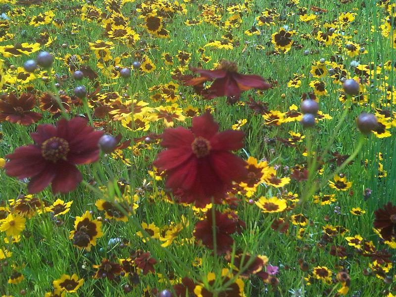 Coreopsis tinctoria (plains coreopsis)