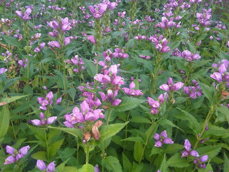 Chelone obliqua (Rose Turtlehead) (alternate view 9)