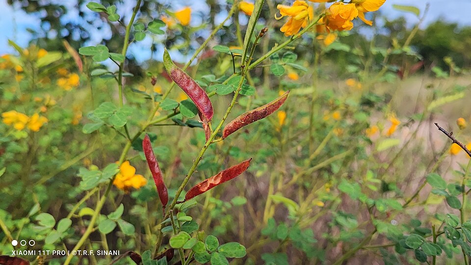 Chamaecrista (sensitive and partridge peas) (alternate view 2)