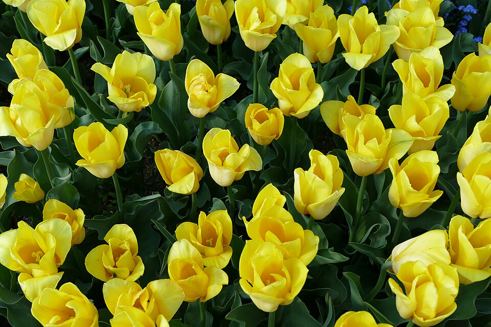 Tulipa 'Strong Gold' (alternate view 2)