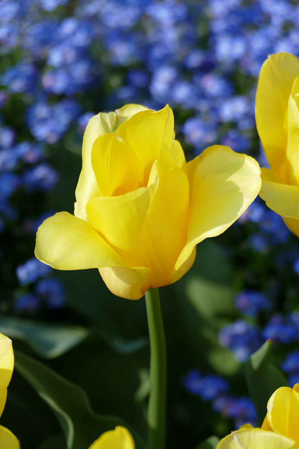 Tulipa 'Strong Gold' (alternate view 3)