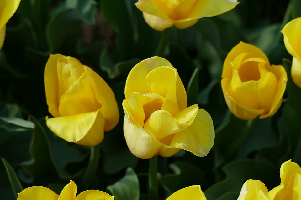 Tulipa 'Strong Gold' (alternate view 4)